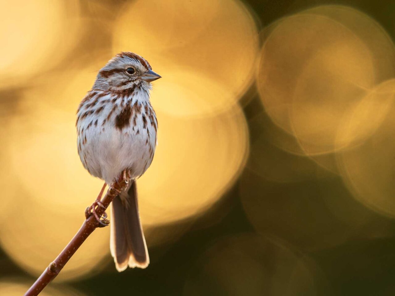 a streaky bird perches against a blurry brown-and-gold backgroun