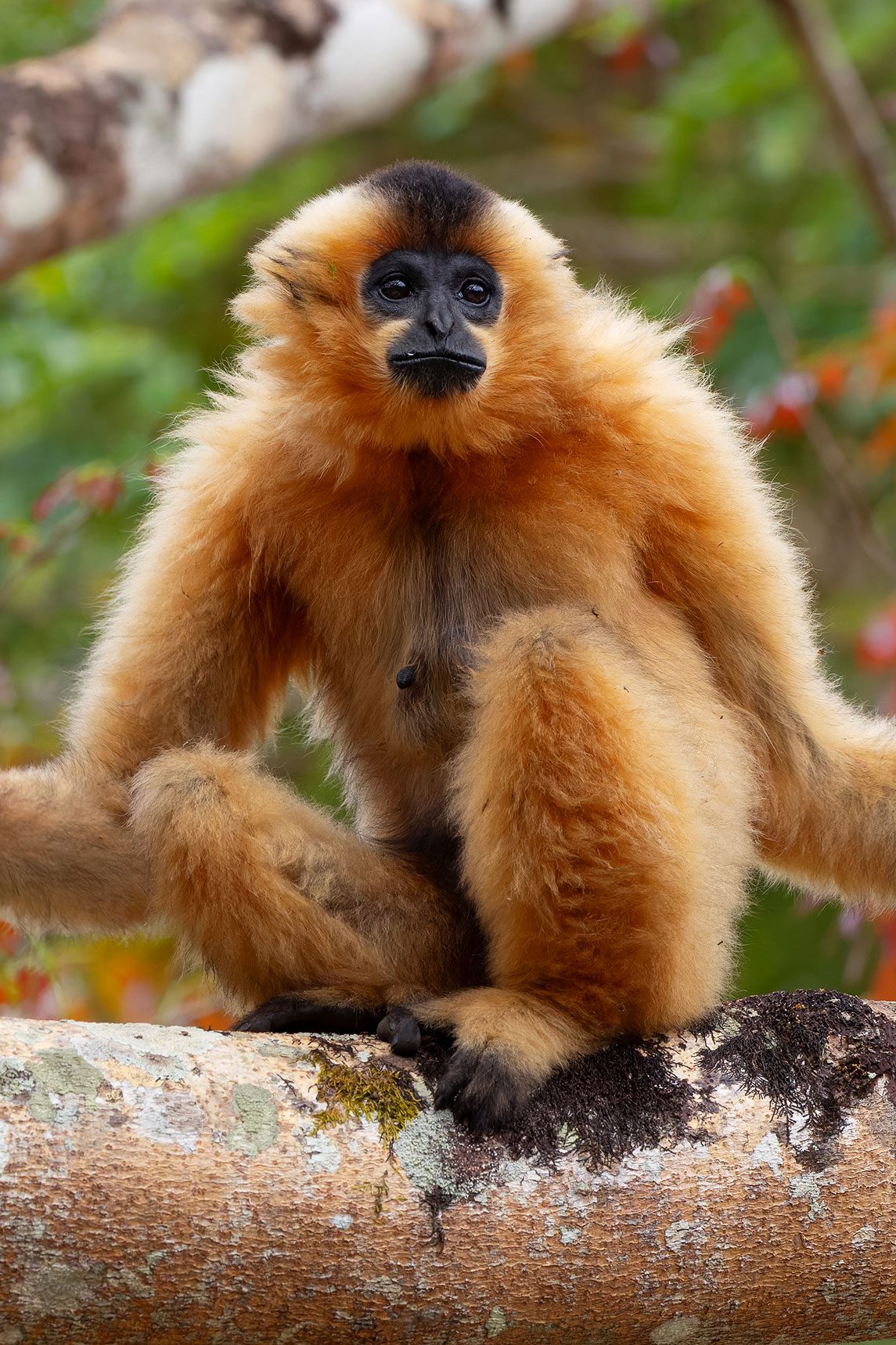 A gibbon sits on a tree branch, looking alert against a blurred green forest background.