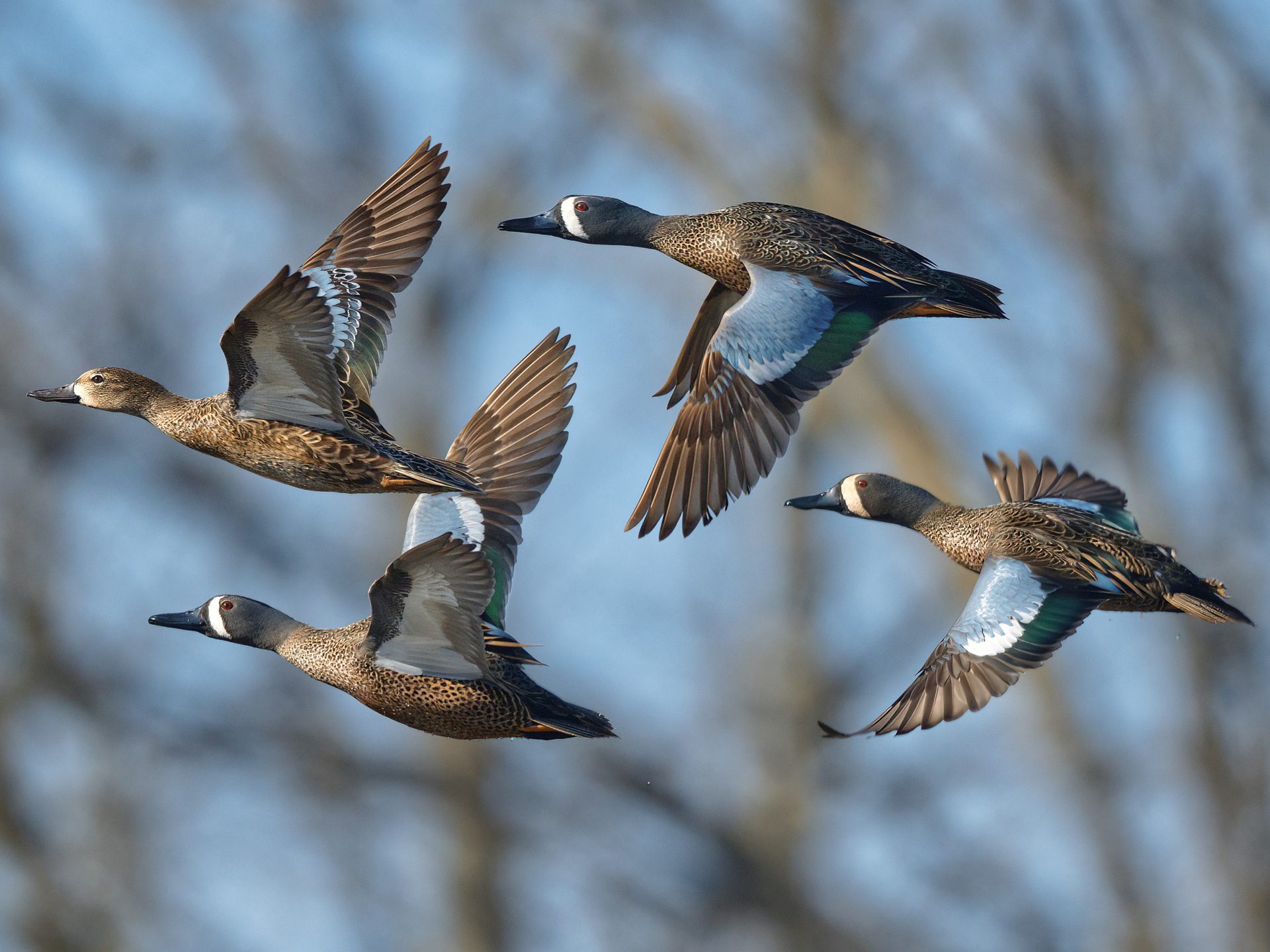 Four Blue-winged Teal ducks flying