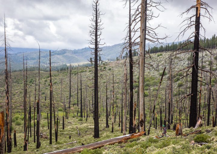 View of a burned forest