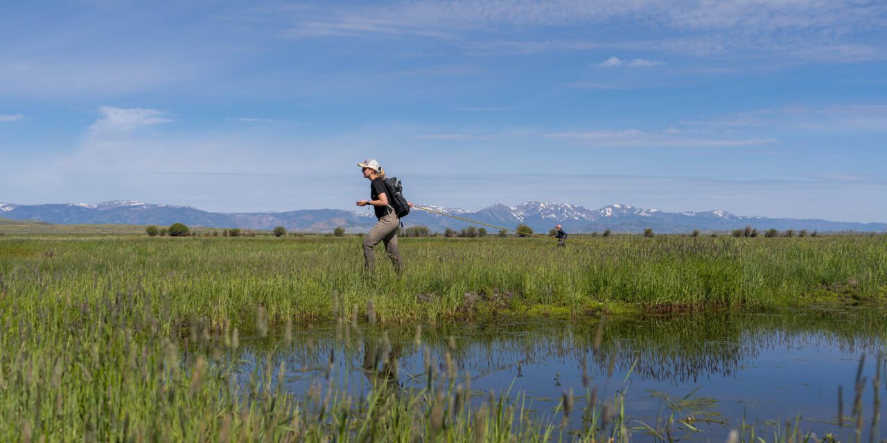 Person walking through a grassy wetland