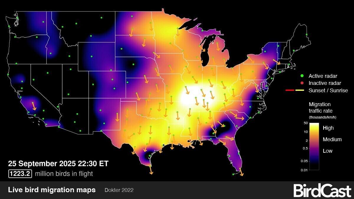 Map of the United States showing large numbers of migrating birds in bright yellow across the US.