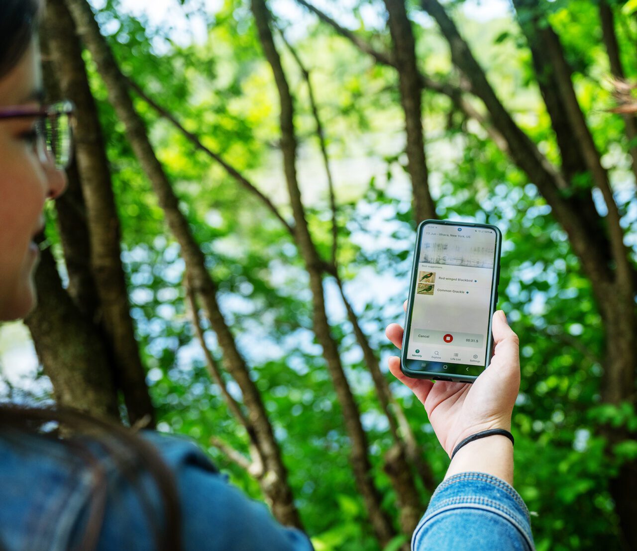 Person outdoors holding a smartphone running the Merlin Bird ID app