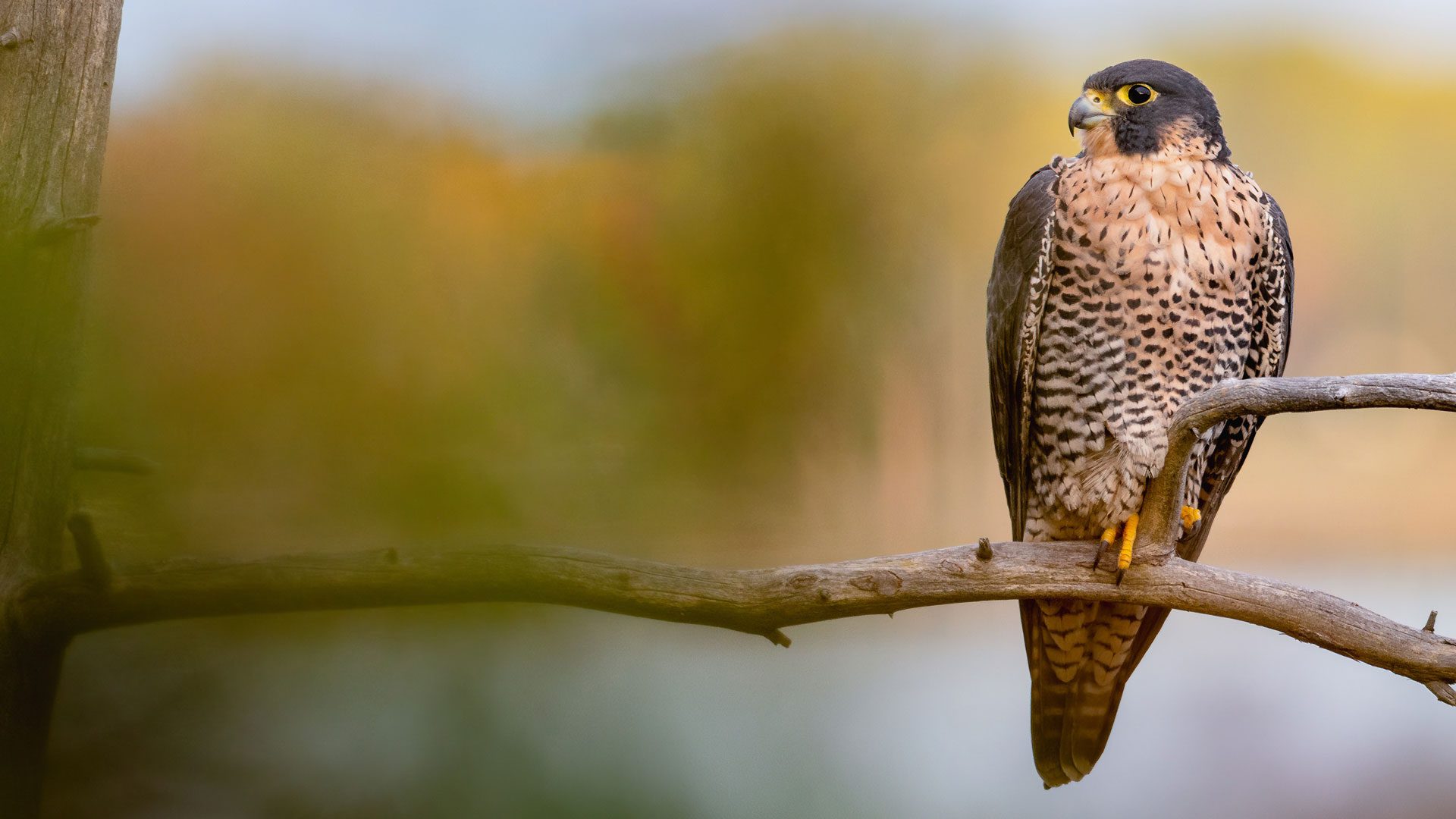 A peregrine falcon perches on a bare tree branch, showing its patterned chest and sharp yellow talons, with a blurred natural background.