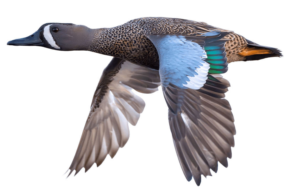 blue-winged teal in flight