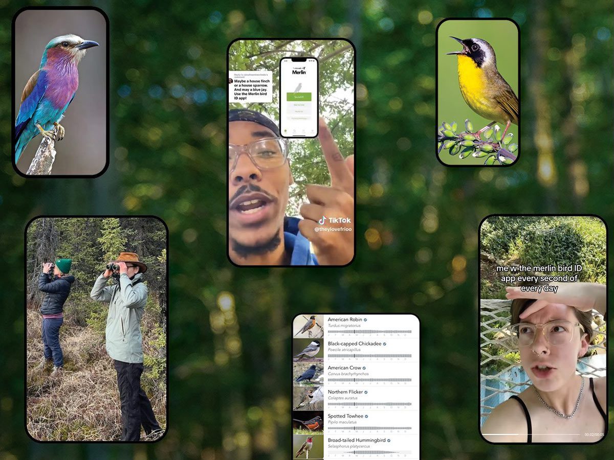 Collage of phones showing TikTok influencers using Merlin and photos of birds