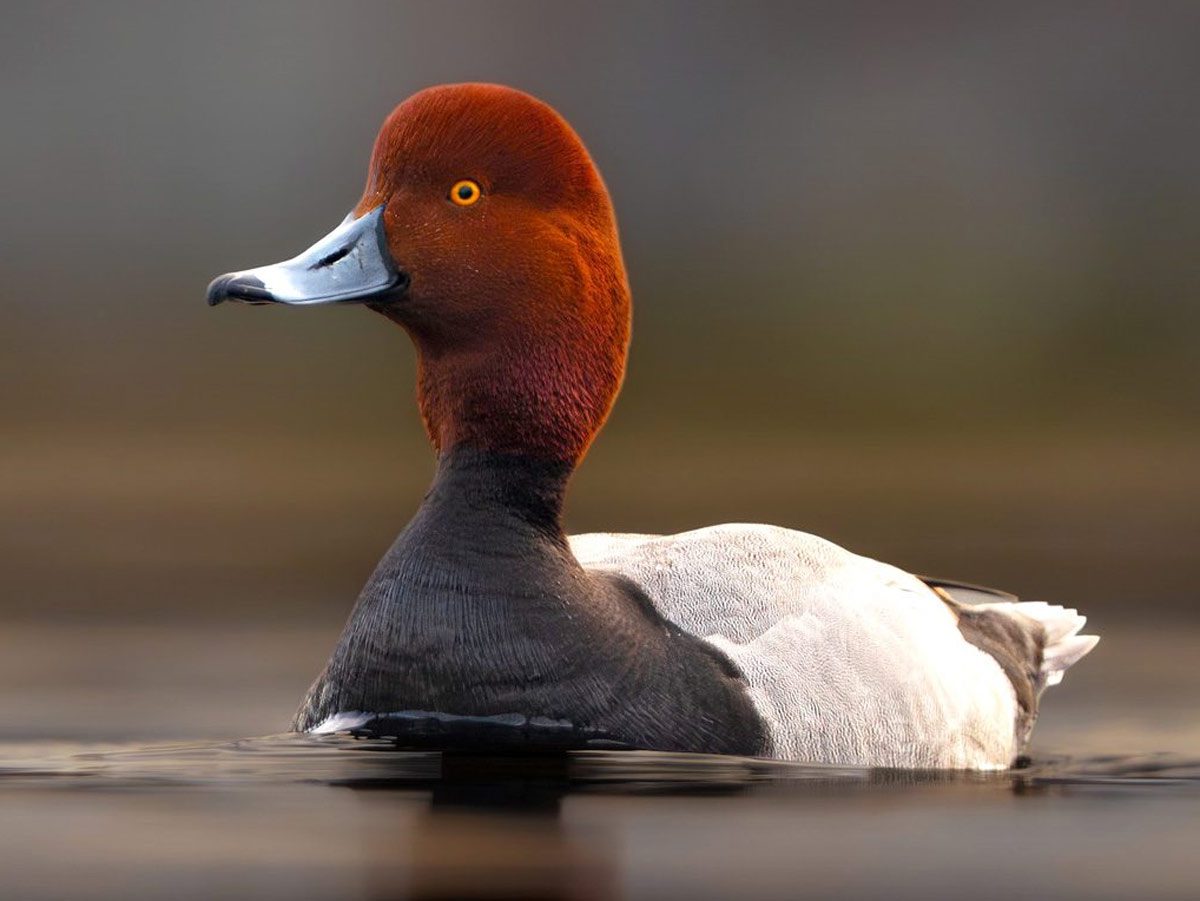 closeup of a duck with a cinnamon red head and black-and-white body