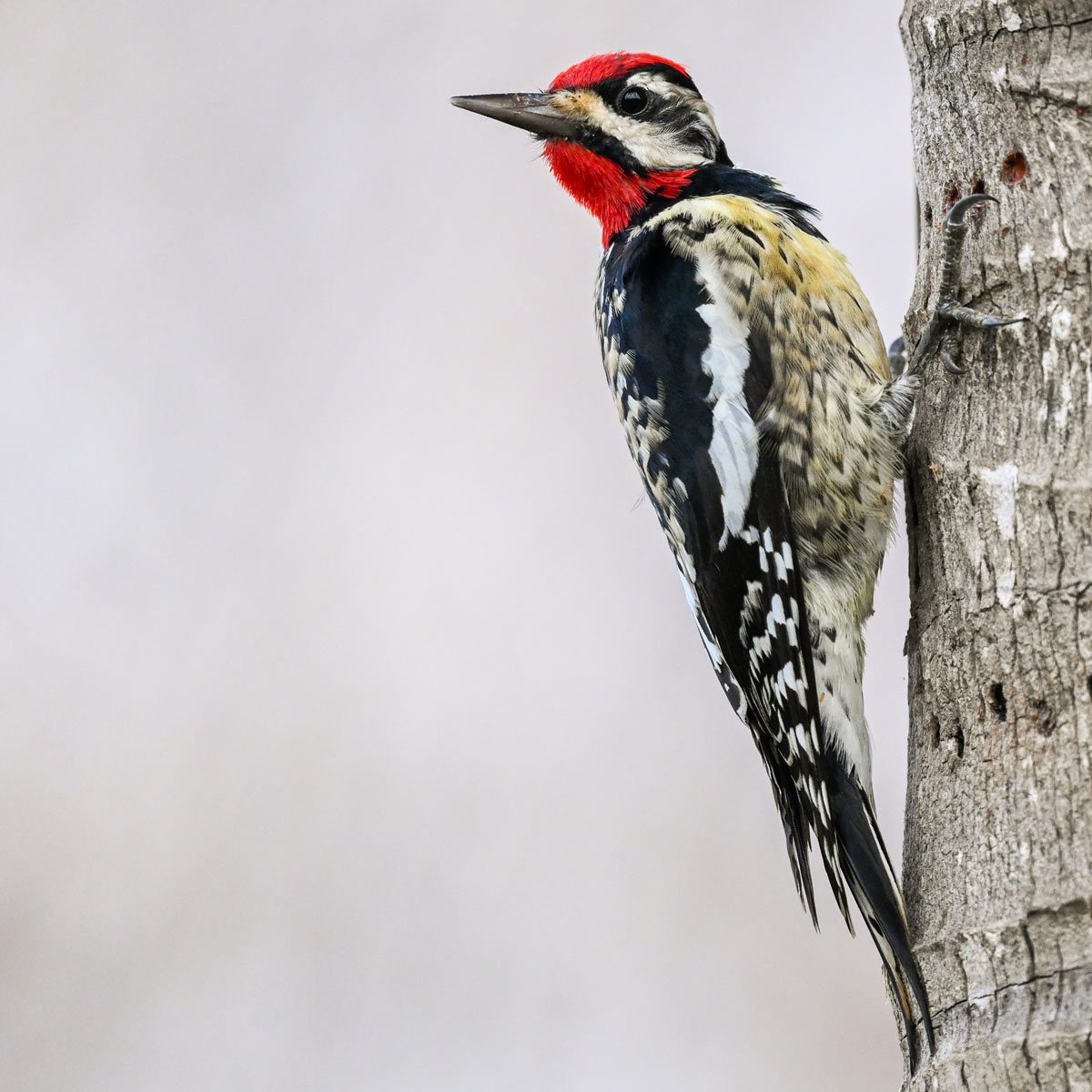 a woodpecker with a red cap and throat clings to a tree trunk