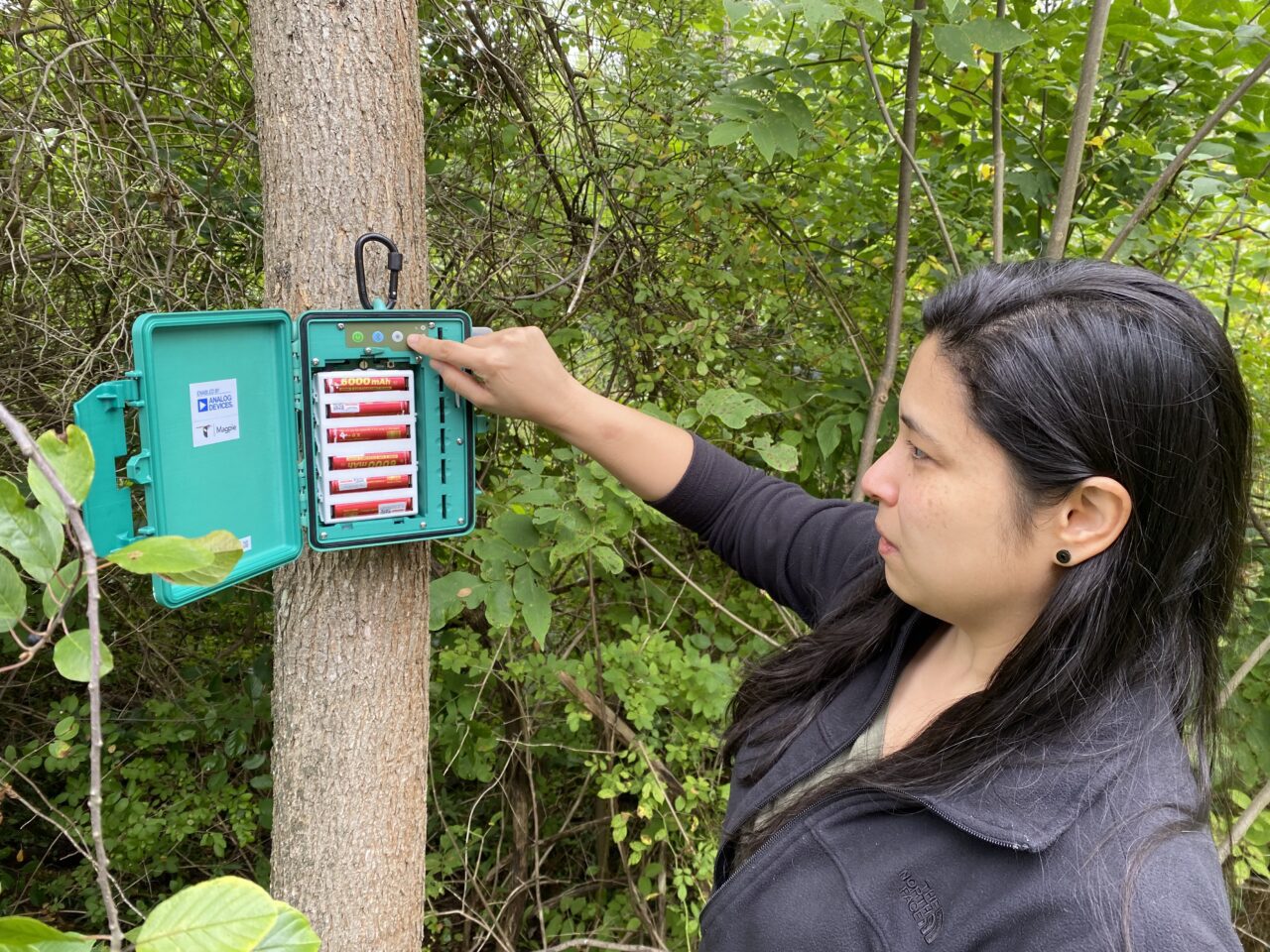 Woman setting up an acoustic recording unit on a tree