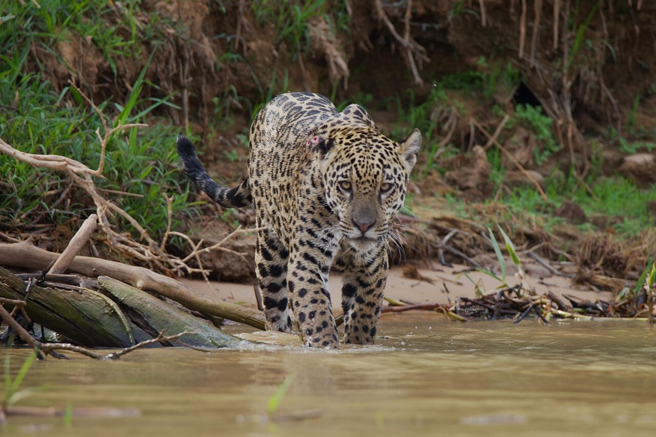 Jaguar walking into a river