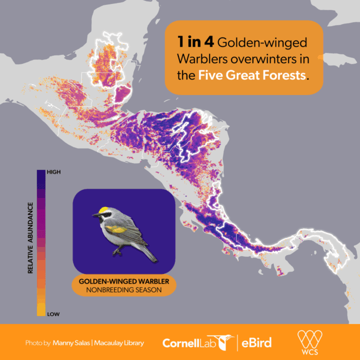 Map of Middle America showing where Golden-winged Warblers spend the winter.