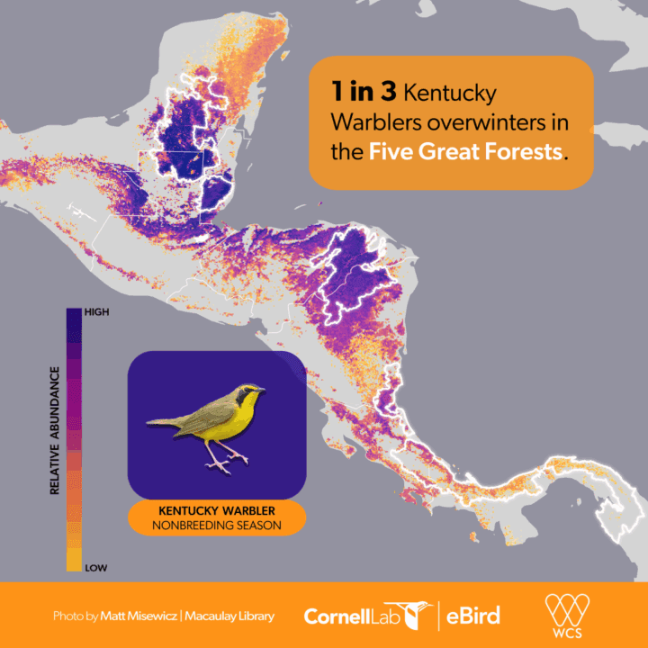 Map of Middle America showing where Kentucky Warblers spend the winter.