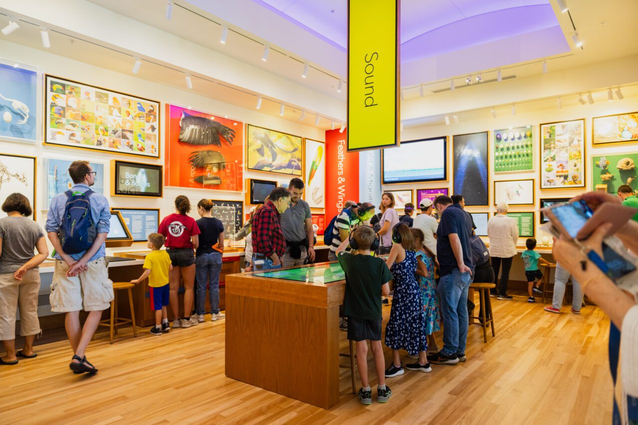 Visitors exploring the interactive bird discovery lab filled with vibrant color and exhibits.