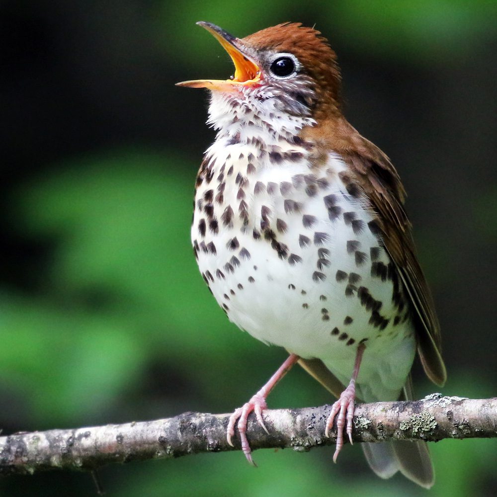Example of a migratory songbird that spends summers in North America and winters in Central America.