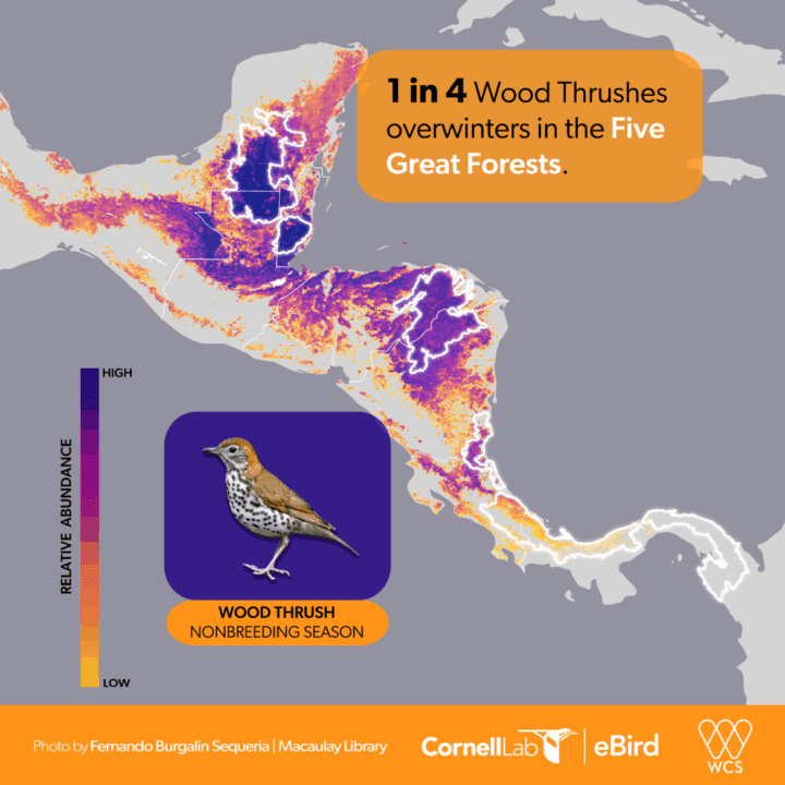 map of Middle America showing where Wood Thrushes spend the winter