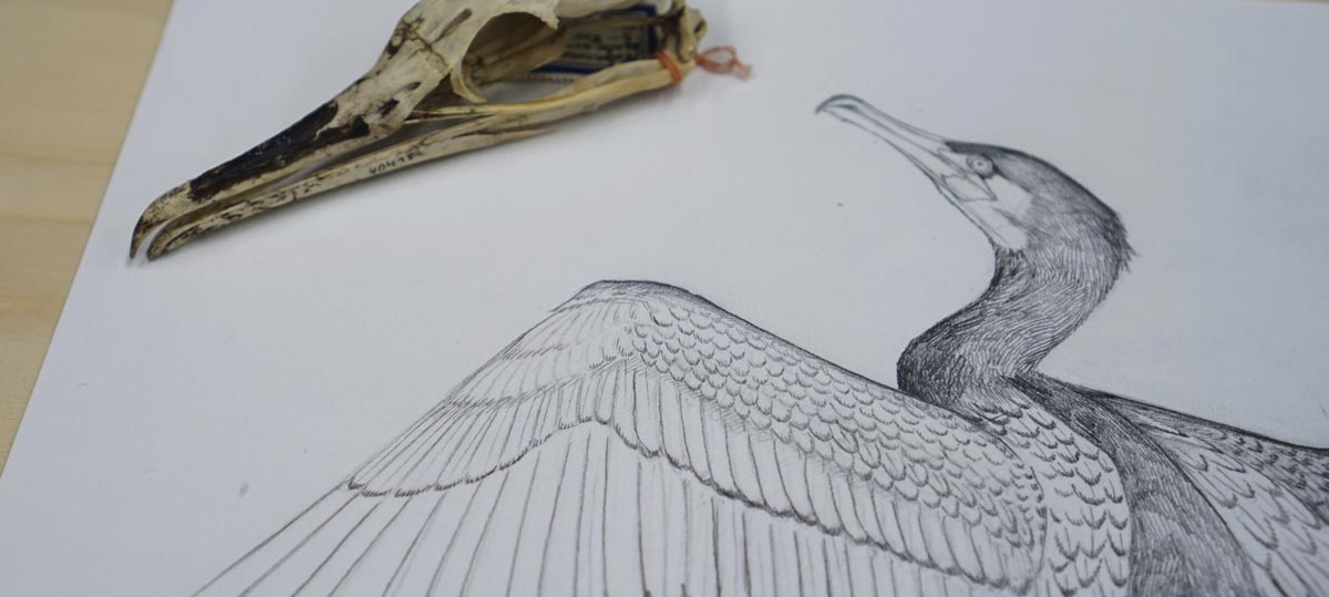 sketch of a cormorant next to a skull for reference