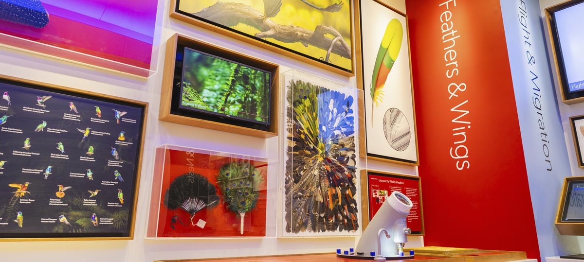 feathers and wings exhibit showcasing colorful feathers and a microscope