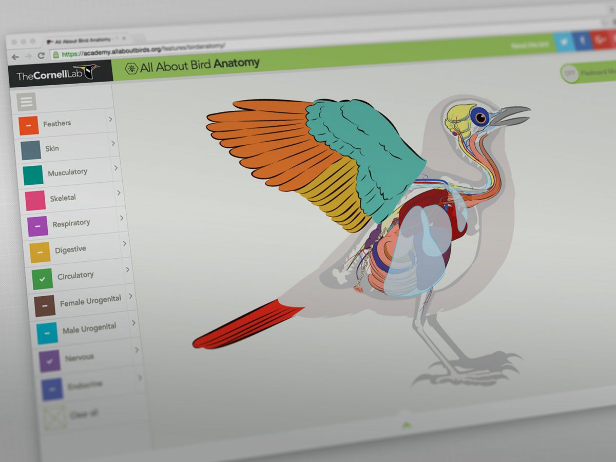 tap or click to explore Bird Academy free resources
