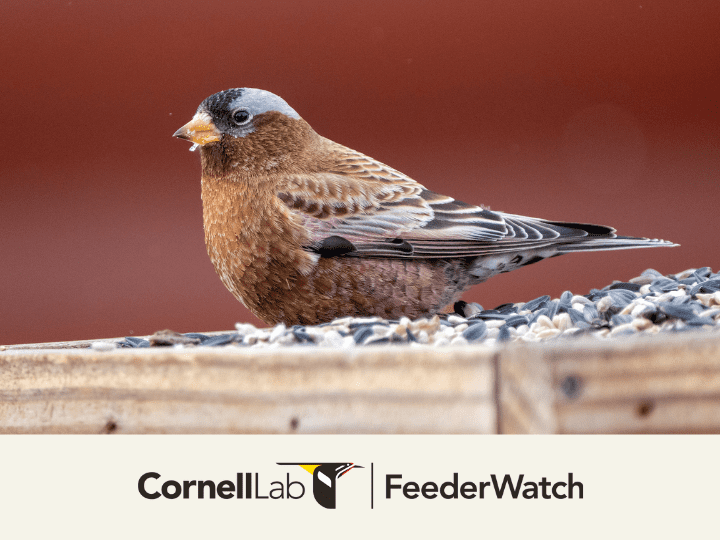 tap or click to learn more about Project FeederWatch