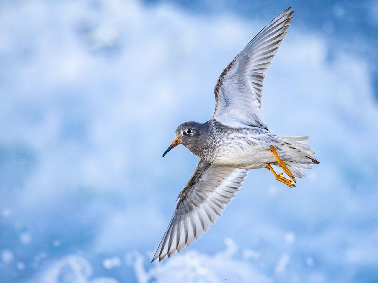 bird flying against ocean waves