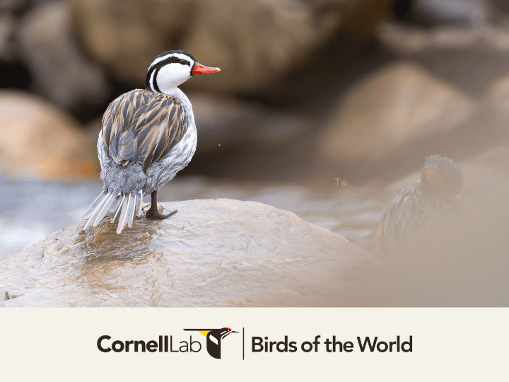 tap or click to learn more about Birds of the World