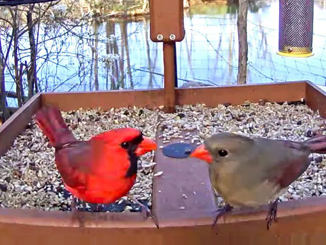 Tap or click to visit Bird Cams site