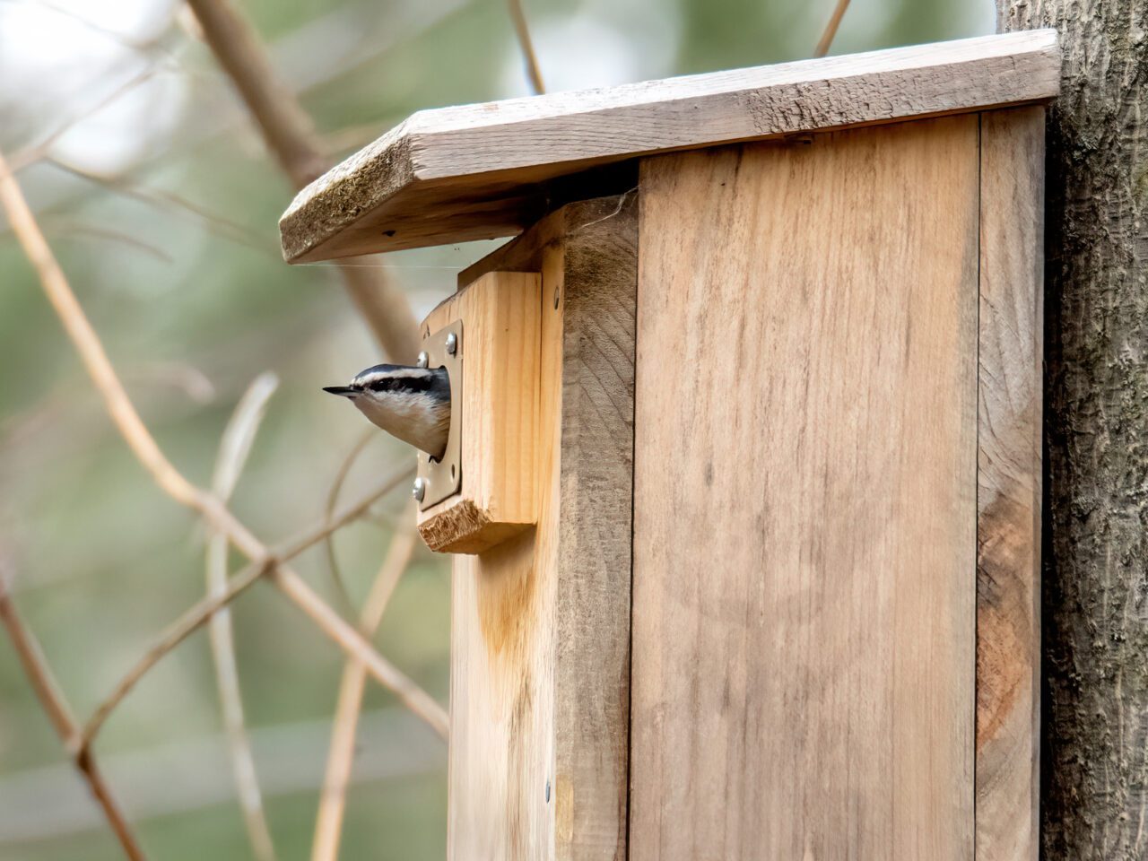 tap or click to learn about birdhouses