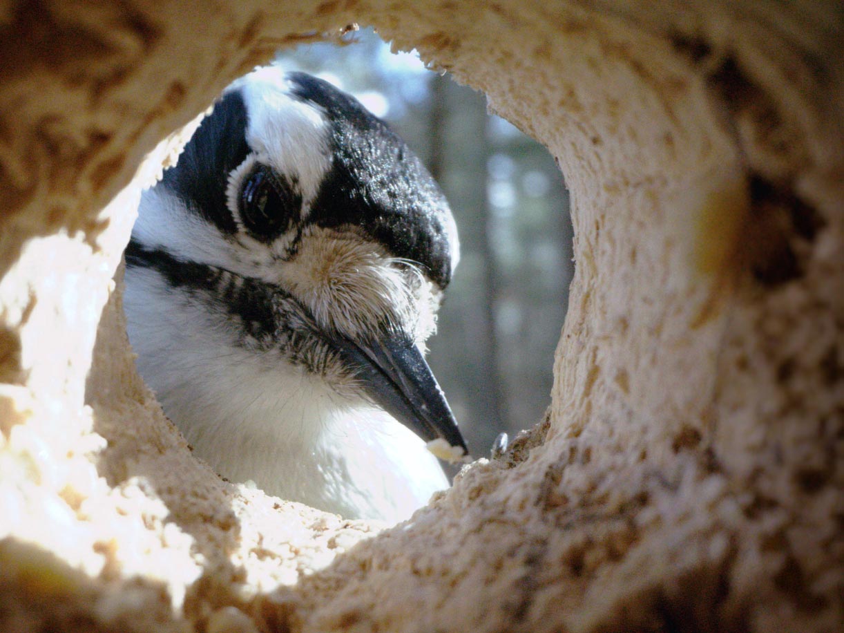 black and white bird looking inside of an excavated hole