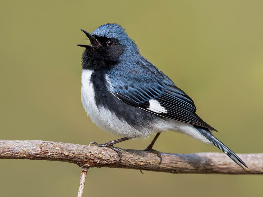 Black-throated Blue Warbler.
