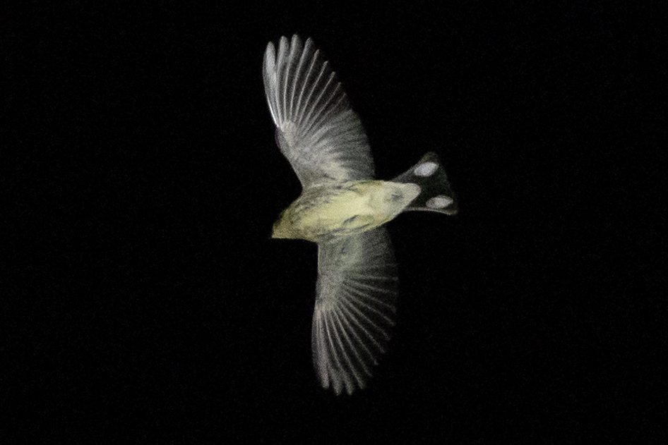 A warbler in flight at night.