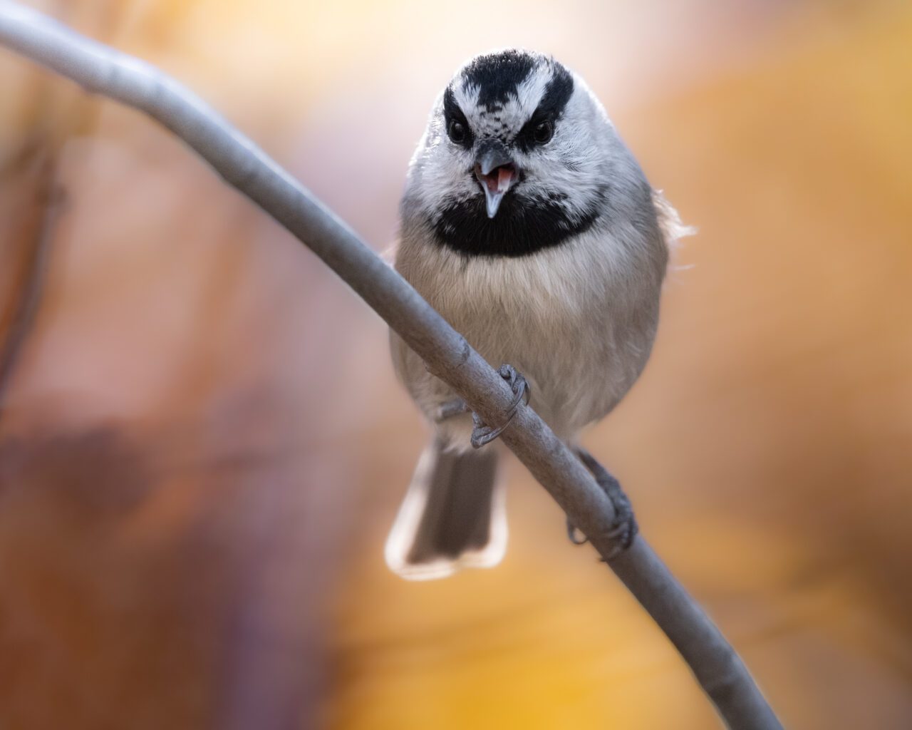 Mountain Chickadee perched on a branch with its bill open.