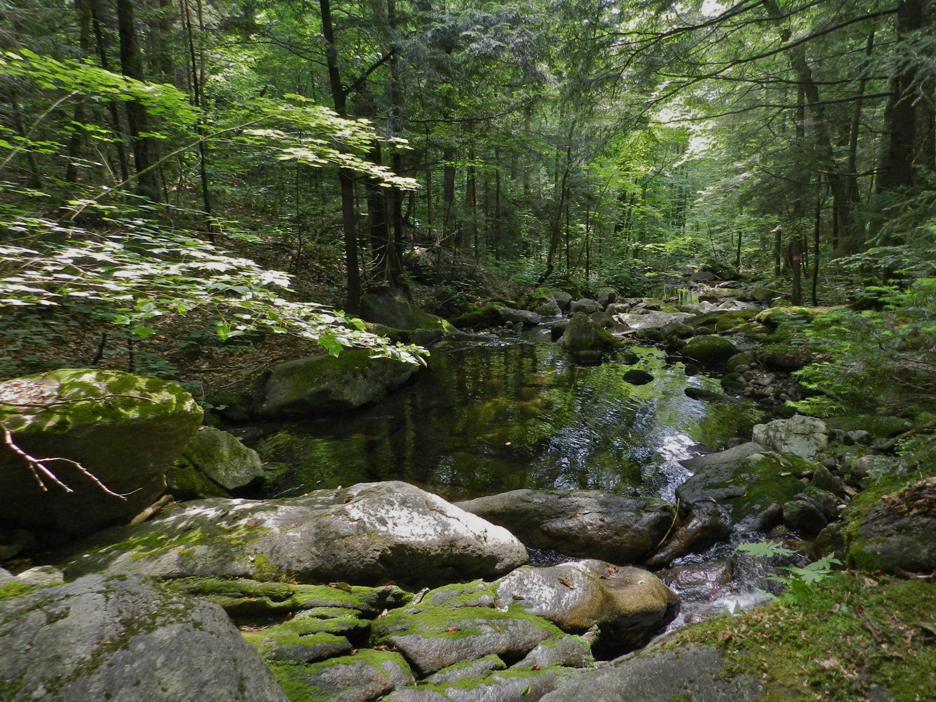 Hubbard Brook – Hubbard Brook Field Ornithology Program