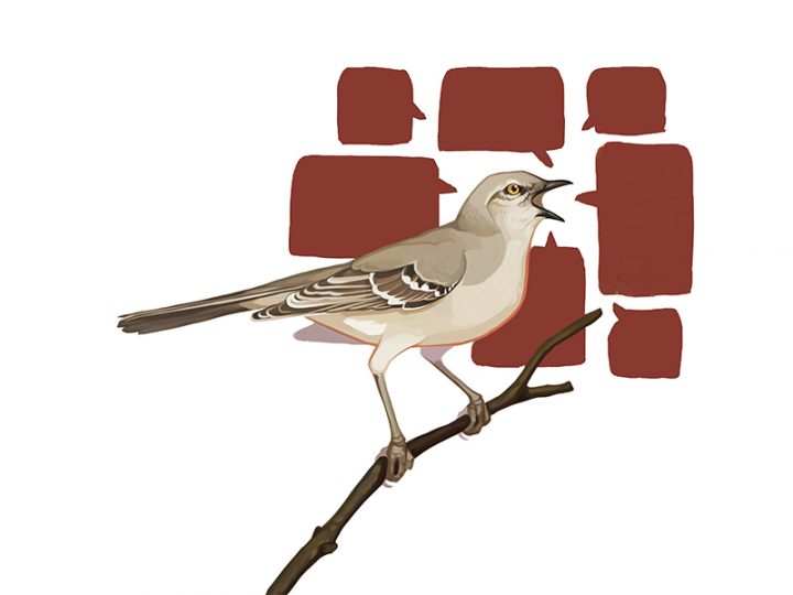 Northern Mockingbird by Justine Lee Hirten.