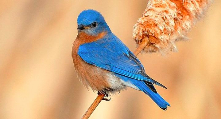 EasternBluebird-KimTaylor ebird resource