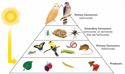 owl pellet pyramid