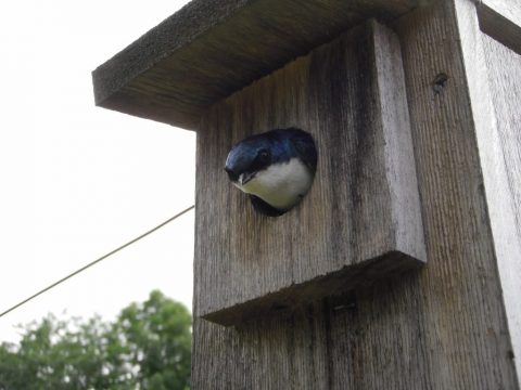 tree swallow nest with bird