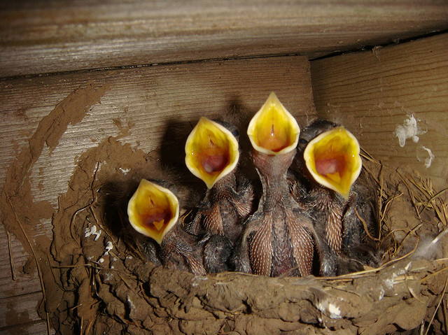 baby birds in a nest