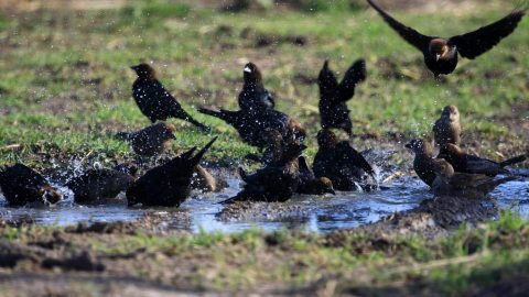cowbirds stock picture