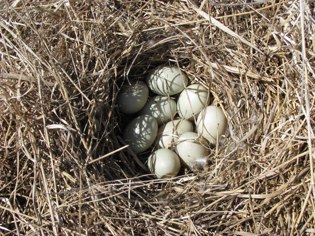 Mallard nest photo by USFWS on Flickr