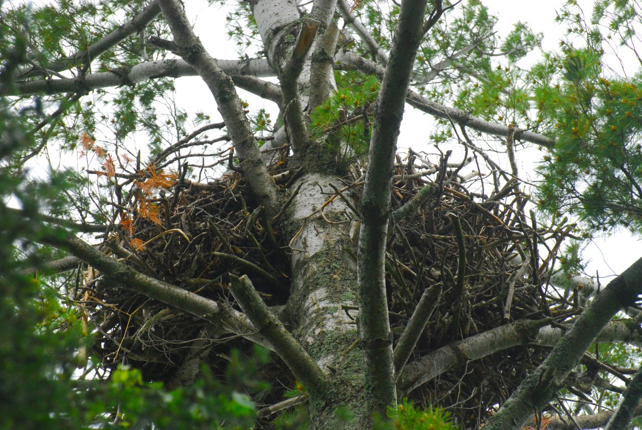 Bald Eagle nest photo by Joshua Mayer on Flickr
