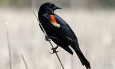 red winged black bird