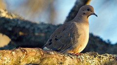 morning dove