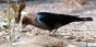 Brown-headed Cowbird