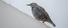 European Starling