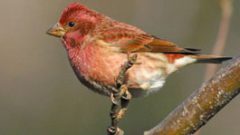 purple finch