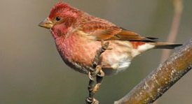 purple finch