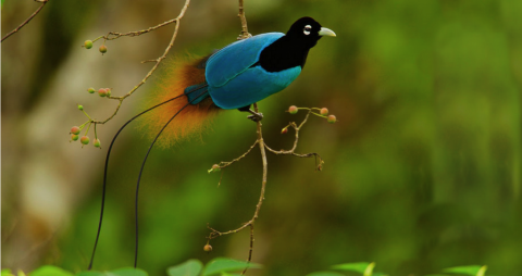 Evolution-Blue bird diversity