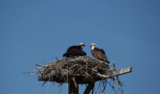 Osprey nest