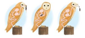 An Owl Pellet Investigation – Resources – K-12 Education