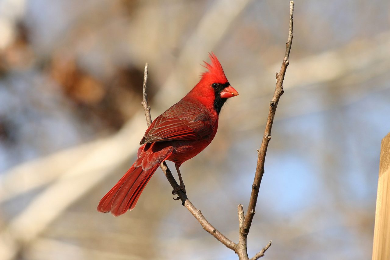 Northern Cardinal